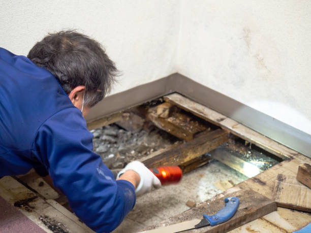 Best Toxic Mold Removal  in Deville, AL