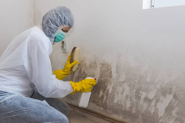 Best Mold Remediation  in Deville, AL