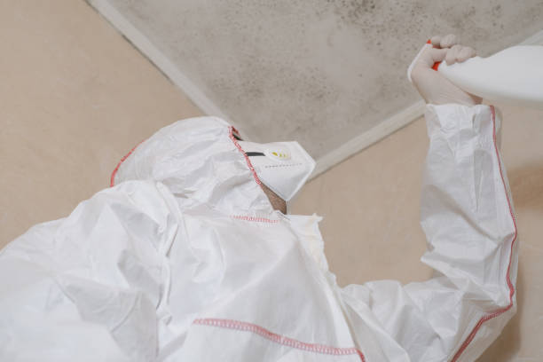 Best Best Mold Removal Companies  in Deville, AL